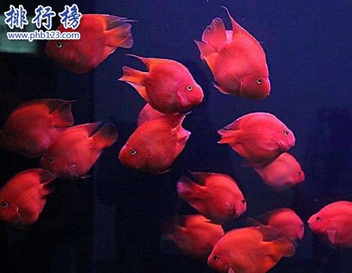 世界十种最漂亮的鱼，第一美若仙子！