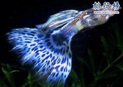 世界十种最漂亮的鱼，第一美若仙子！