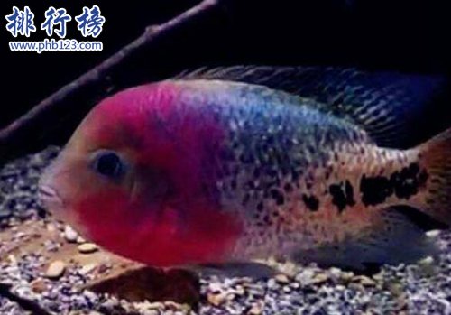 世界十种最漂亮的鱼，第一美若仙子！