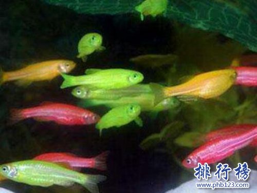 世界十种最漂亮的鱼，第一美若仙子！