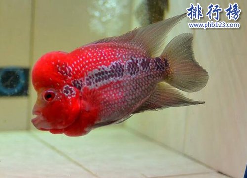 世界十种最漂亮的鱼，第一美若仙子！