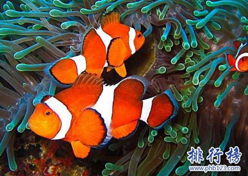 世界十种最漂亮的鱼，第一美若仙子！