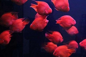 世界上最漂亮的十种鱼，第一美若仙子！