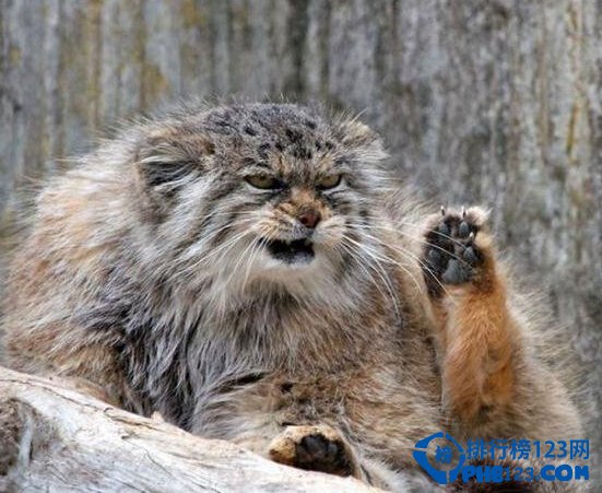 世界上最凶猛的猫:帕拉斯猫