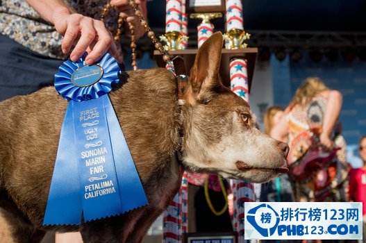 世界上最丑的狗