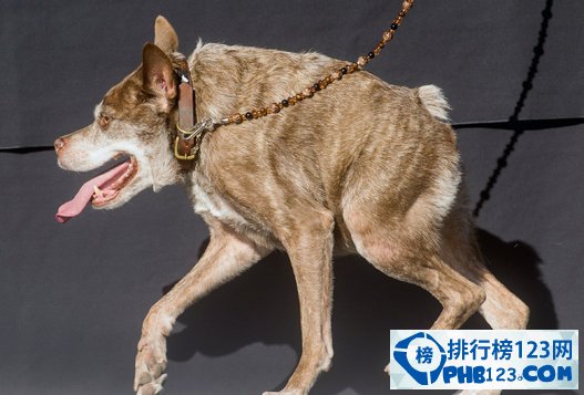 世界上最丑的狗