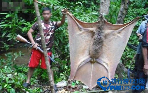 世界上最大的蝙蝠