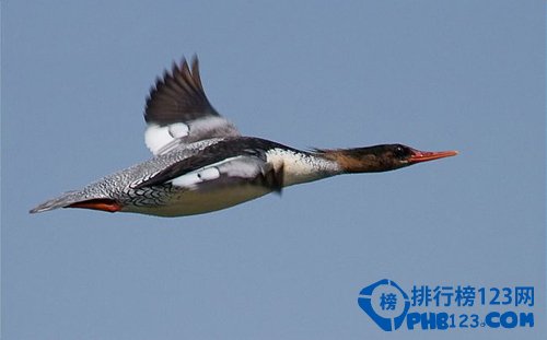 地球上飞得最快的动物：游隼