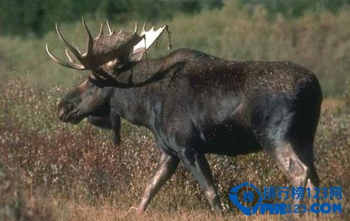 世界上最大的鹿种