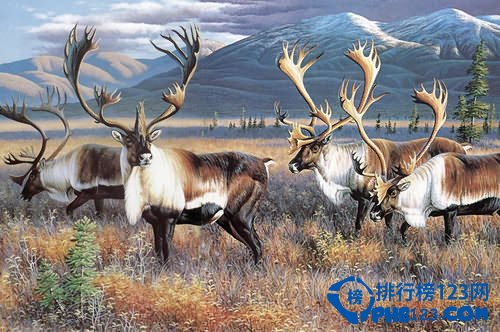 世界上最大的鹿种