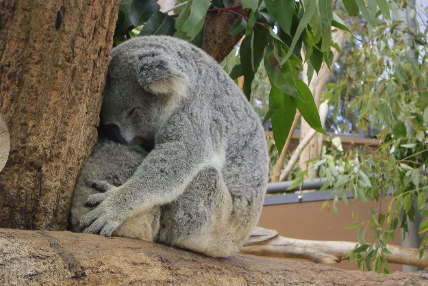 全球七大动物园排名 圣地亚哥动物园美国最大,第二无栅栏