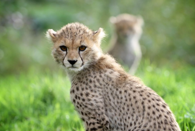 全球七大动物园排名 圣地亚哥动物园美国最大,第二无栅栏