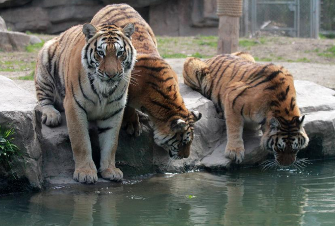 全国野生动物园排名 带你感受最原始的大自然