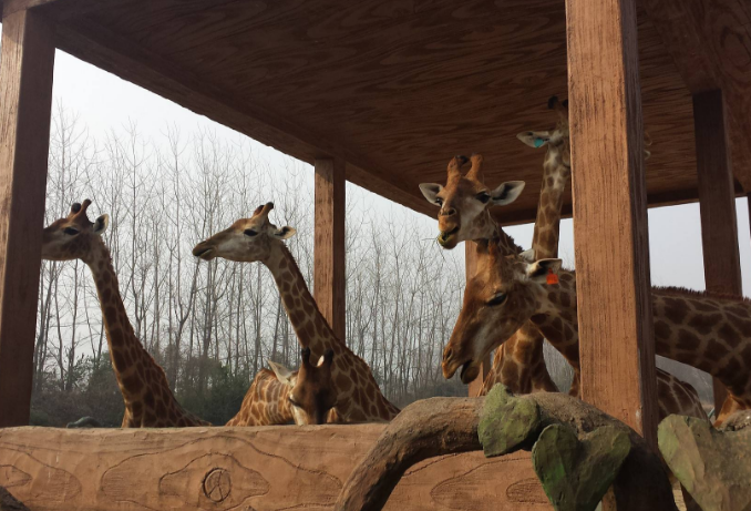 全国野生动物园排名 带你感受最原始的大自然