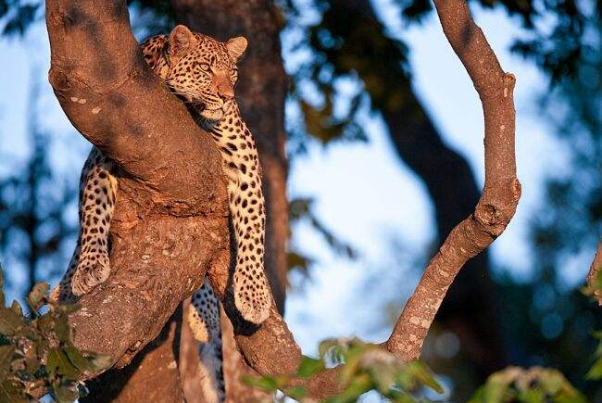 世界野生动物园排名 第一名为世界遗产，你去过吗