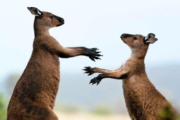 世界野生动物园排名 第一名为世界遗产，你去过吗