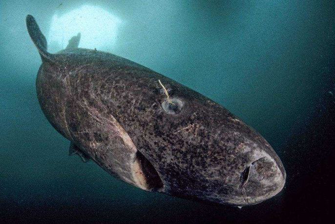 世界最大的鲨鱼排行榜 鲸鲨位列第一，体型重达21.5吨