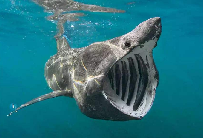 世界最大的鲨鱼排行榜 鲸鲨位列第一，体型重达21.5吨