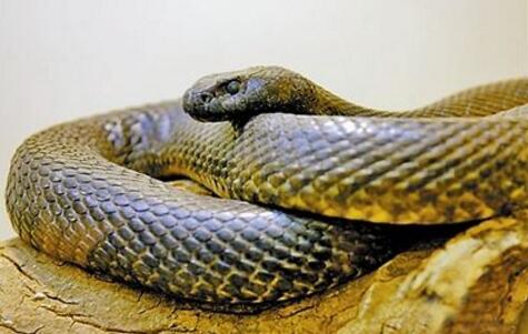 澳大利亚十大致命毒蛇排行榜 棕蛇致死数最多,第六又称死亡蛇