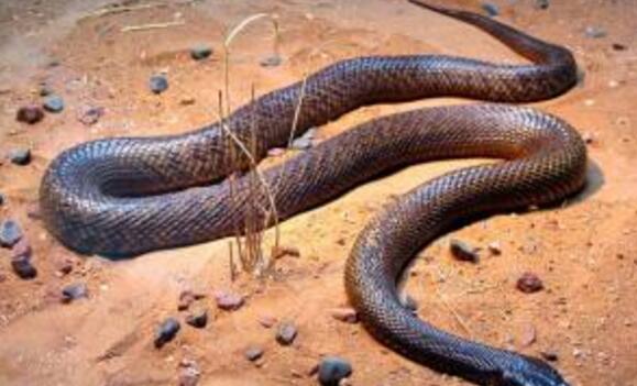 澳大利亚十大致命毒蛇排行榜 棕蛇致死数最多,第六又称死亡蛇