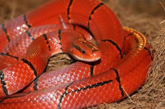 澳大利亚十大致命毒蛇排行榜 棕蛇致死数最多,第六又称死亡蛇