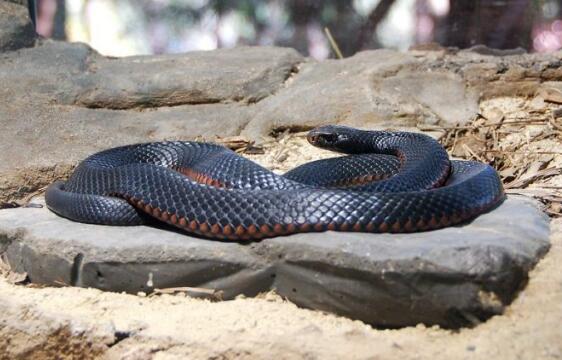 澳大利亚十大致命毒蛇排行榜 棕蛇致死数最多,第六又称死亡蛇