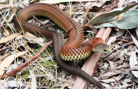 澳大利亚十大致命毒蛇排行榜 棕蛇致死数最多,第六又称死亡蛇