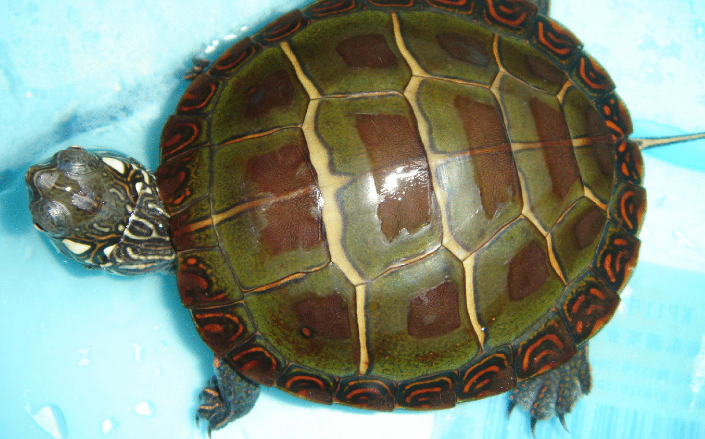 什么乌龟好养又漂亮？全球十大最受欢迎宠物龟 