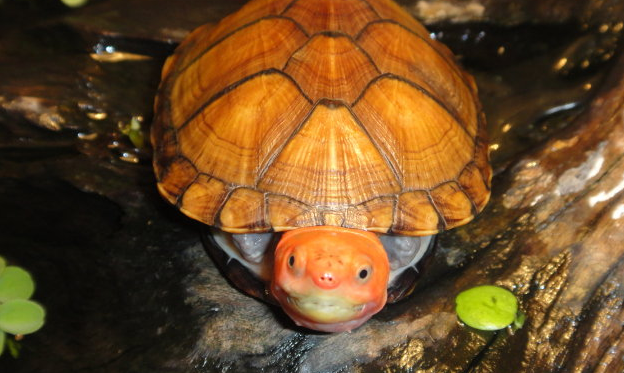 什么乌龟好养又漂亮？全球十大最受欢迎宠物龟 