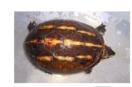 什么乌龟好养又漂亮？全球十大最受欢迎宠物龟 