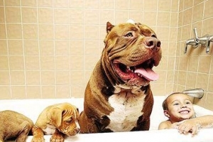 世界上最大的斗牛犬“汉克”