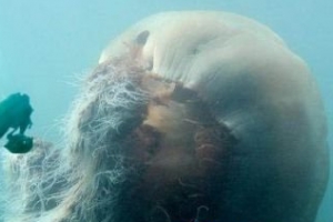 世界上最大的水母：北极霞水母