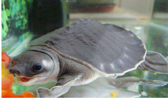 家养什么宠物龟好？全球十大最受欢迎宠物龟