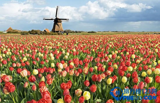 世界上最大的最美丽花海