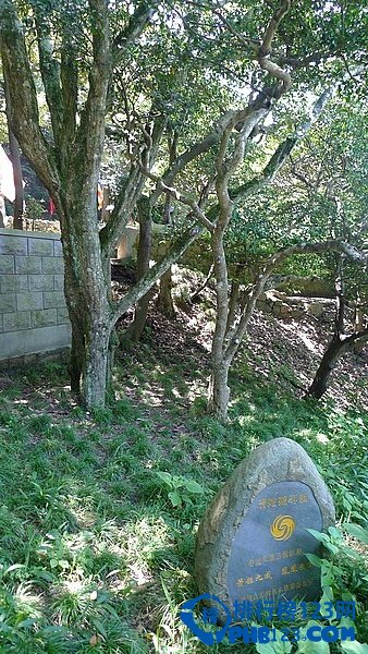 世界上最稀有的树