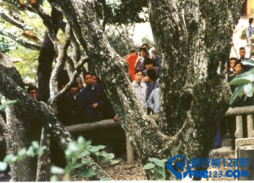 世界上最稀有的树 普陀鹅耳枥