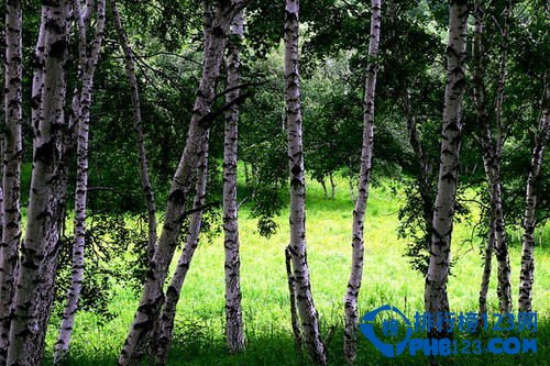 世界上最硬的树木：铁桦树