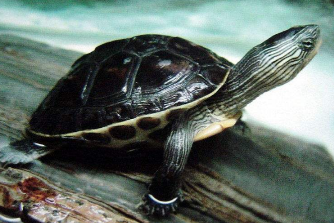 最有灵性的龟排名 巴西龟位列第一名