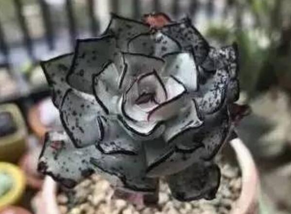 十大最贵多肉，不管喜不喜欢，养不养主要还是钱说了算！