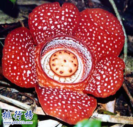 世界十大最稀有的花：泰坦魔芋发尸臭,最后一种全球罕见
