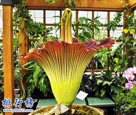 世界十大最稀有的花：泰坦魔芋发尸臭,最后一种全球罕见