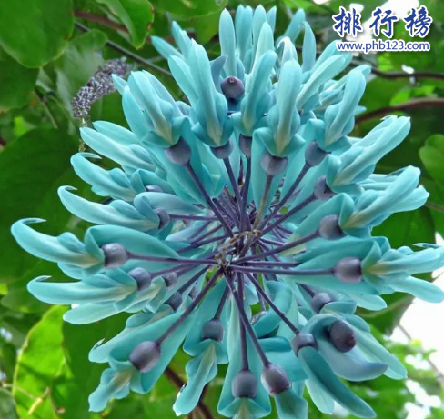 世界十大最稀有的花：泰坦魔芋发尸臭,最后一种全球罕见