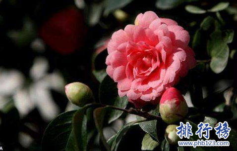 世界十大最稀有的花：泰坦魔芋发尸臭,最后一种全球罕见