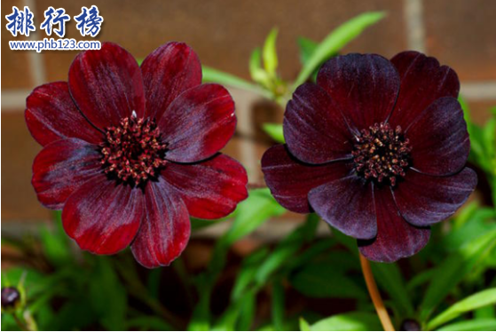 世界十大最稀有的花：泰坦魔芋发尸臭,最后一种全球罕见