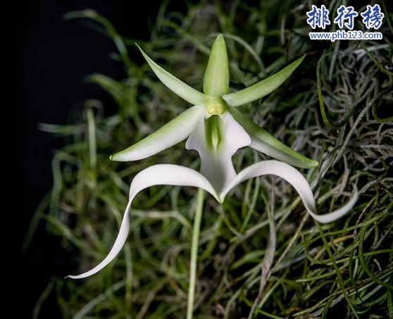 世界十大最稀有的花：泰坦魔芋发尸臭,最后一种全球罕见