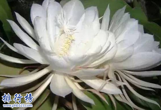 世界十大最稀有的花：泰坦魔芋发尸臭,最后一种全球罕见