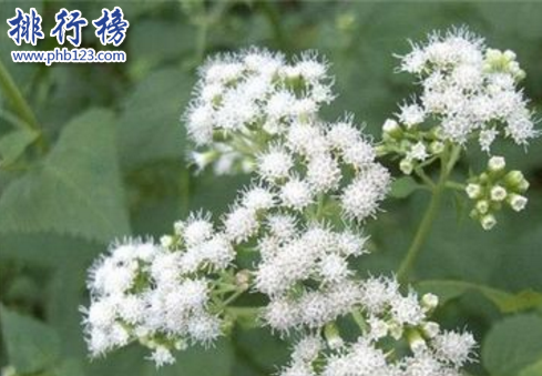 世界十大毒王植物：罂粟毒品之王最害人