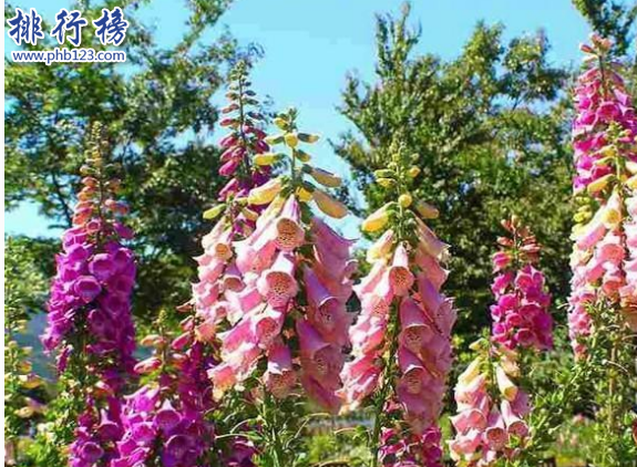 世界十大毒王植物：罂粟毒品之王最害人