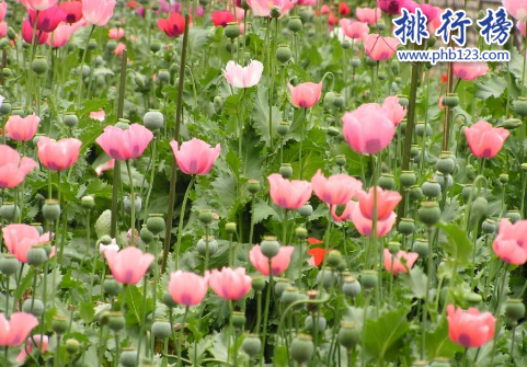 世界十大毒王植物：罂粟毒品之王最害人