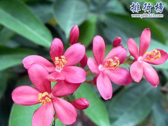 世界十大毒王植物：罂粟毒品之王最害人